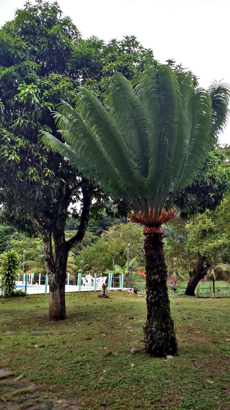 Pousada Sitio Paraiso Itacare Exterior photo